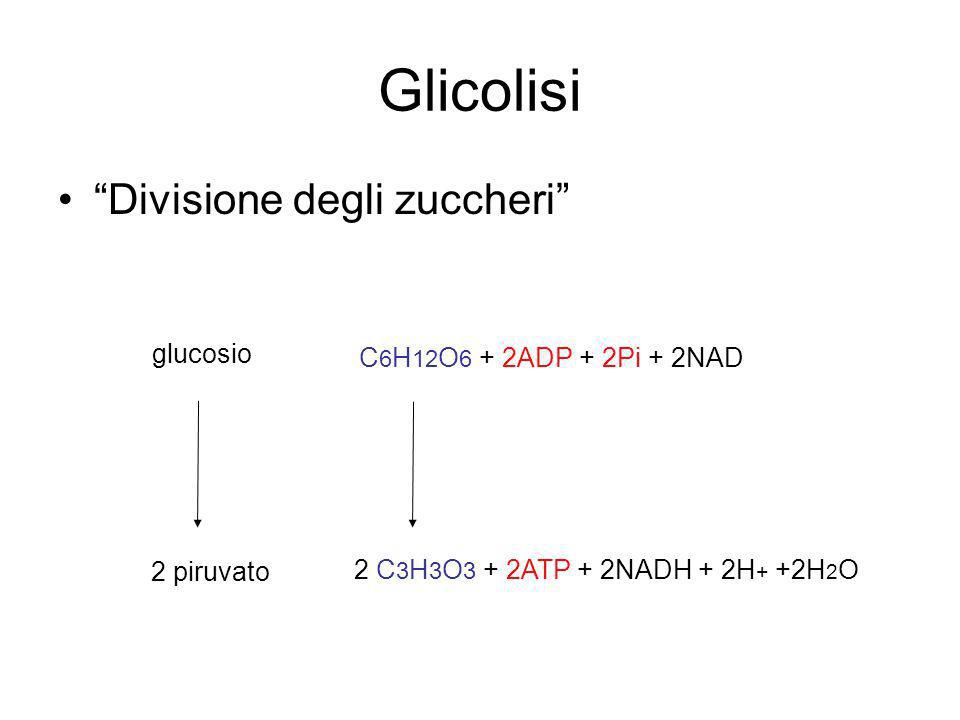 Glicolisi Divisione degli zuccheri glucosio