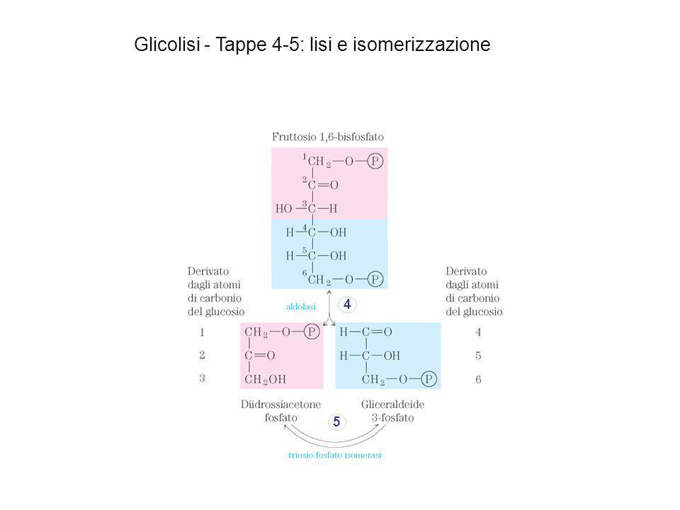 Glicolisi - Tappe 4-5: lisi e isomerizzazione