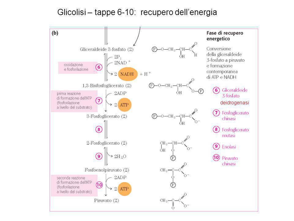 Glicolisi – tappe 6-10: recupero dell’energia