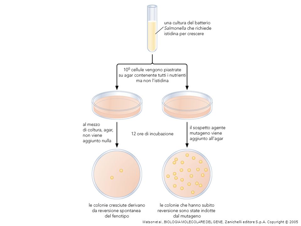 Test di Ames Serve per stabilire la mutagenicità (e quindi potenziale cancerogenicità) di una sostanza.