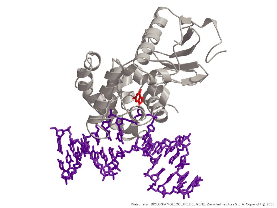 Struttura del complesso DNA-glicosilasi