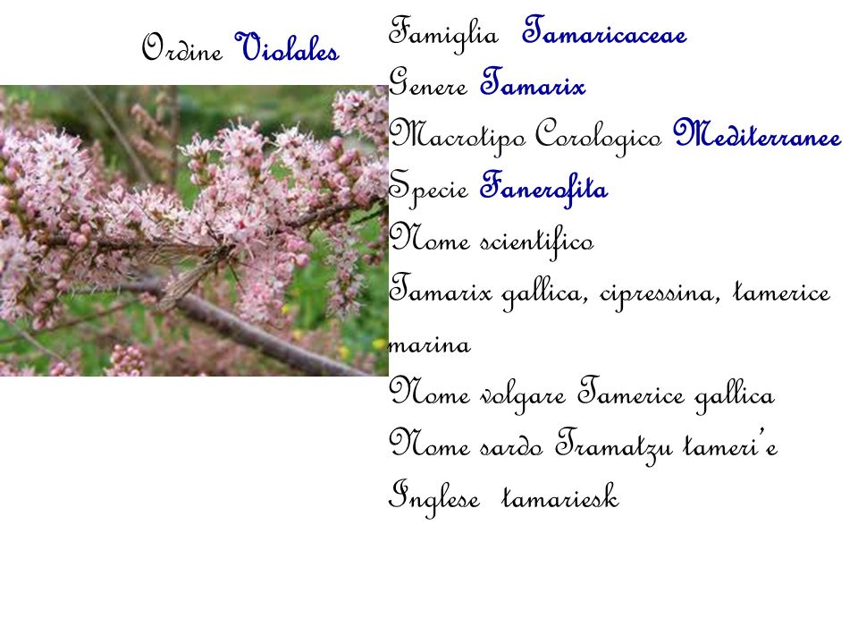 Famiglia Tamaricaceae