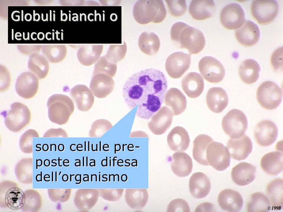 Globuli bianchi o leucociti