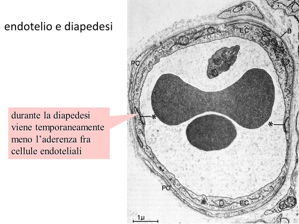 endotelio e diapedesi durante la diapedesi viene temporaneamente meno l’aderenza fra cellule endoteliali.