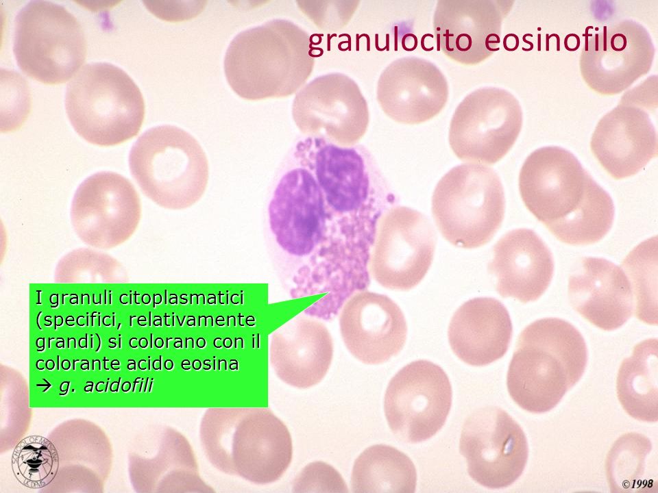granulocito eosinofilo
