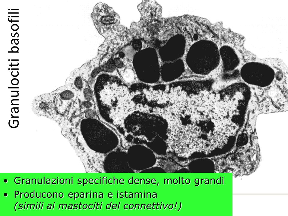 Granulociti basofili Granulazioni specifiche dense, molto grandi