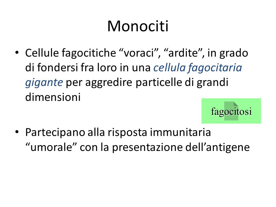 Monociti