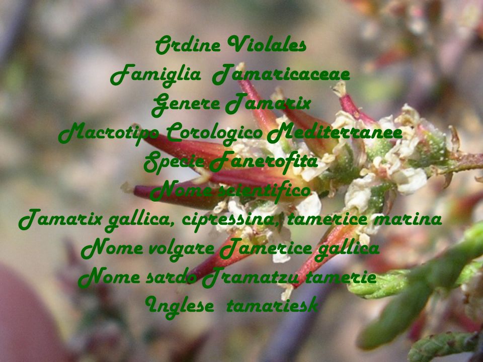Famiglia Tamaricaceae Genere Tamarix Macrotipo Corologico Mediterranee