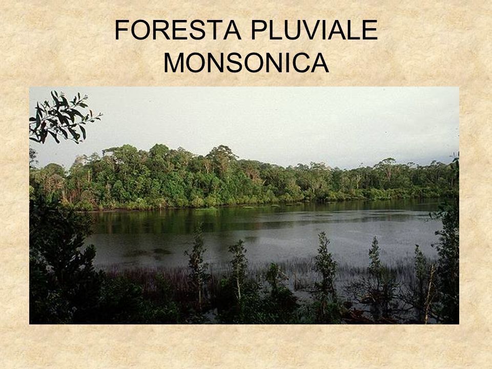 FORESTA PLUVIALE MONSONICA