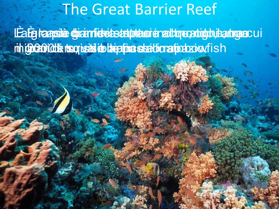 The Great Barrier Reef La grande barriera attrae inoltre, ogni anno milioni di turisti e appassionati.