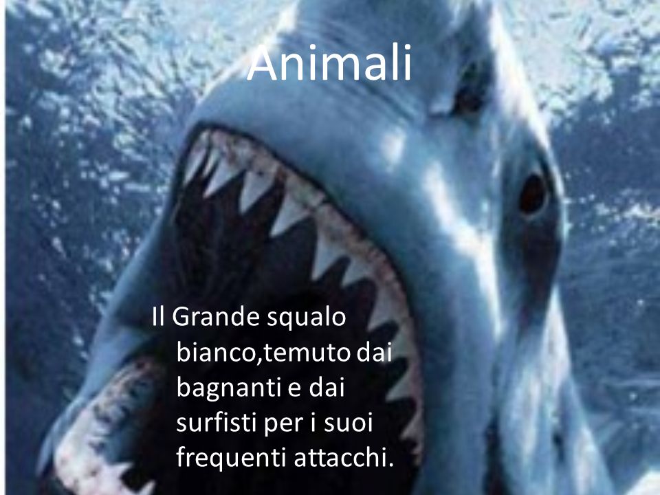 Animali Il Grande squalo bianco,temuto dai bagnanti e dai surfisti per i suoi frequenti attacchi.