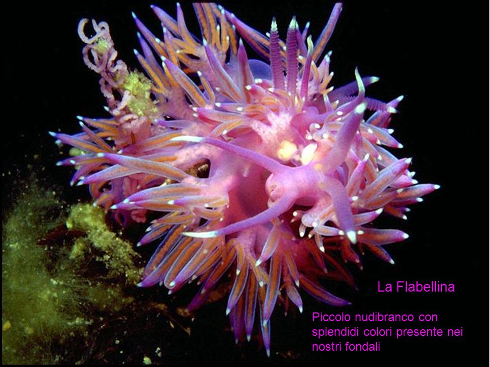 La Flabellina Piccolo nudibranco con splendidi colori presente nei nostri fondali
