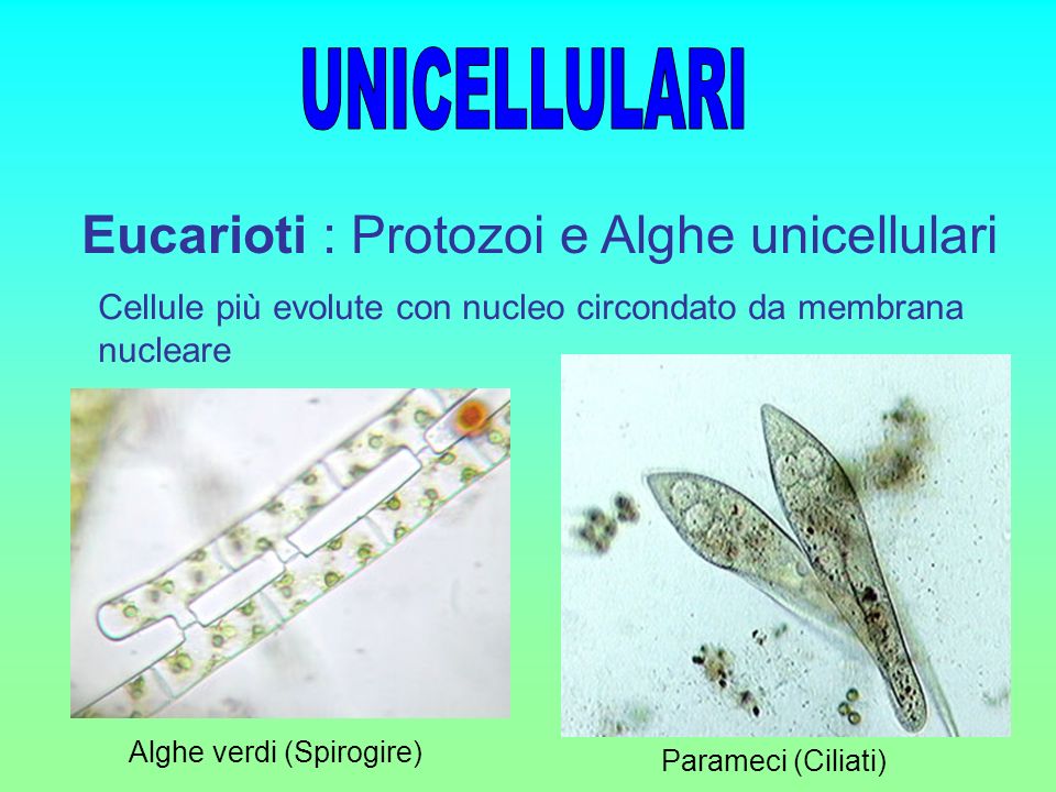 Eucarioti : Protozoi e Alghe unicellulari