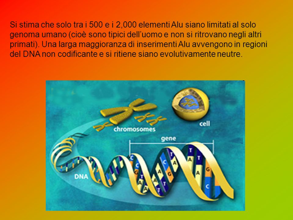 Si stima che solo tra i 500 e i 2,000 elementi Alu siano limitati al solo genoma umano (cioè sono tipici dell’uomo e non si ritrovano negli altri primati).