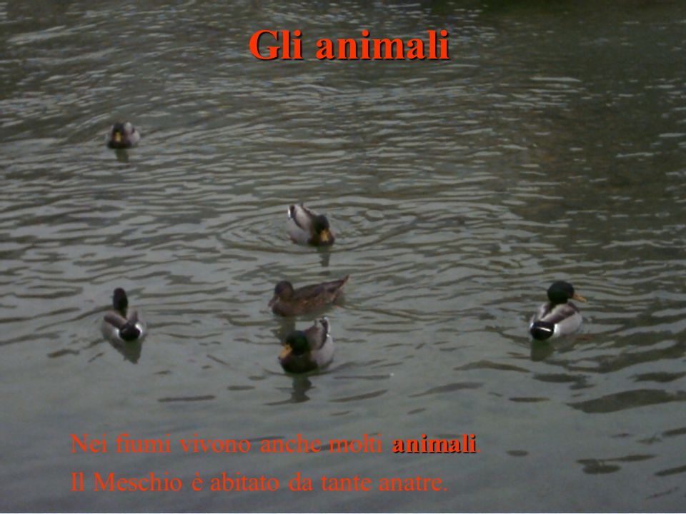 Gli animali Nei fiumi vivono anche molti animali.