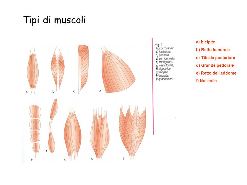 Tipi di muscoli a) bicipite b) Retto femorale c) Tibiale posteriore