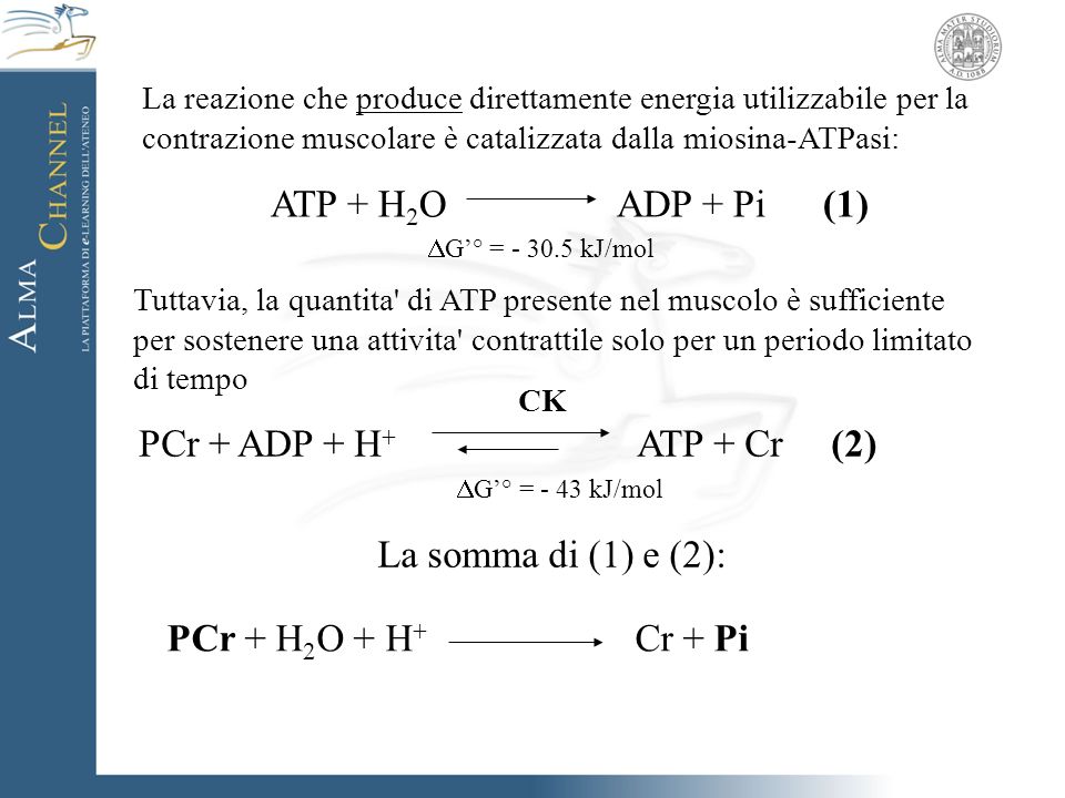 ATP + H2O ADP + Pi (1) DG’° = kJ/mol