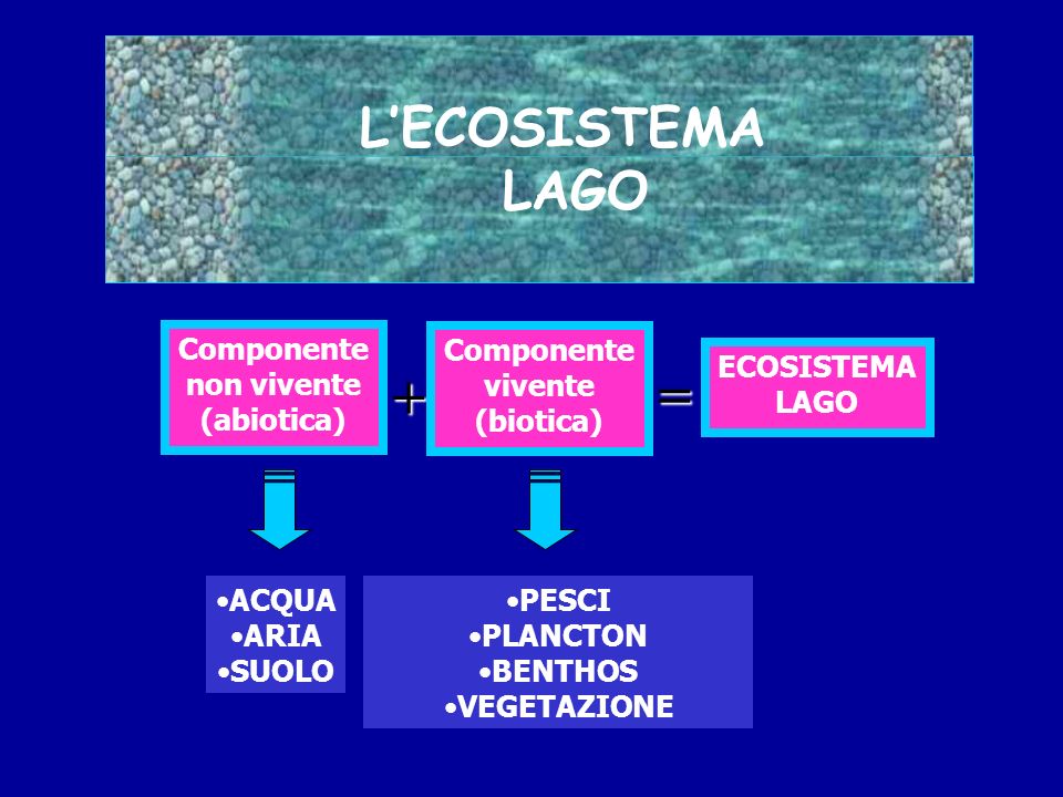 + = L’ECOSISTEMA LAGO Componente non vivente (abiotica) ACQUA ARIA