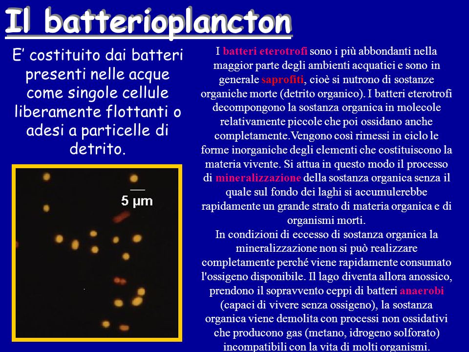 Il batterioplancton