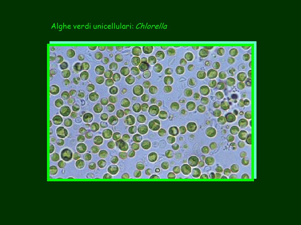 Alghe verdi unicellulari: Chlorella