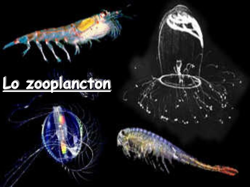 Lo zooplancton