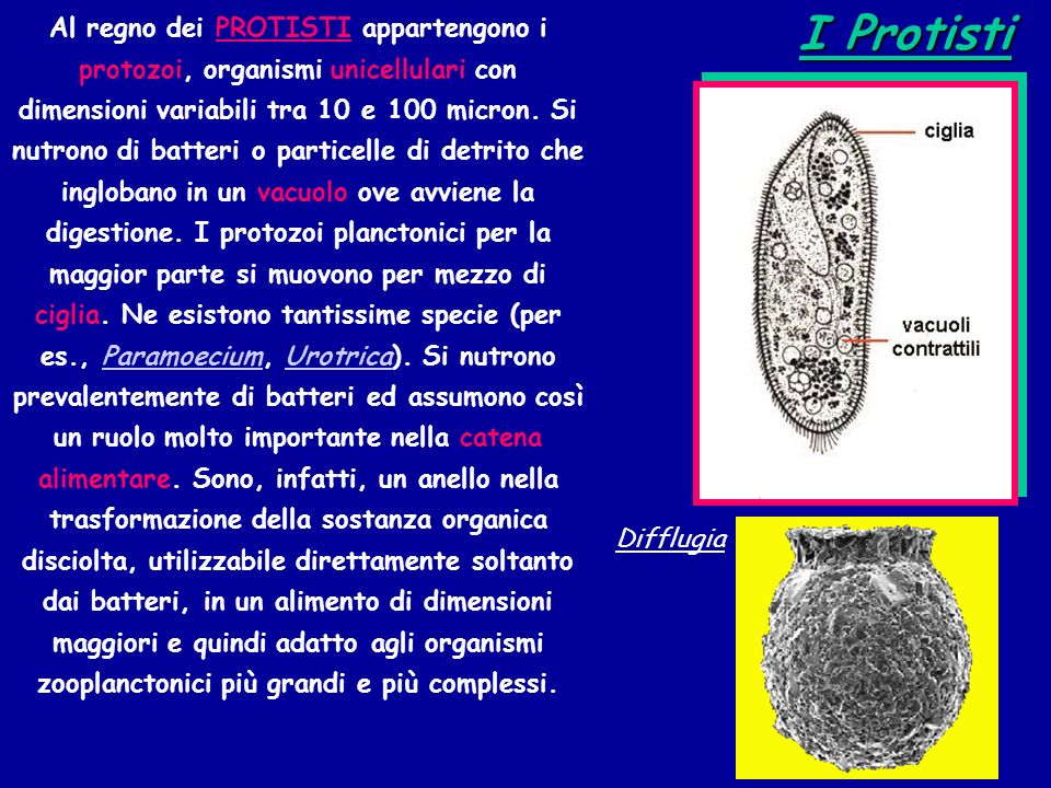 Al regno dei PROTISTI appartengono i protozoi, organismi unicellulari con dimensioni variabili tra 10 e 100 micron. Si nutrono di batteri o particelle di detrito che inglobano in un vacuolo ove avviene la digestione. I protozoi planctonici per la maggior parte si muovono per mezzo di ciglia. Ne esistono tantissime specie (per es., Paramoecium, Urotrica). Si nutrono prevalentemente di batteri ed assumono così un ruolo molto importante nella catena alimentare. Sono, infatti, un anello nella trasformazione della sostanza organica disciolta, utilizzabile direttamente soltanto dai batteri, in un alimento di dimensioni maggiori e quindi adatto agli organismi zooplanctonici più grandi e più complessi.