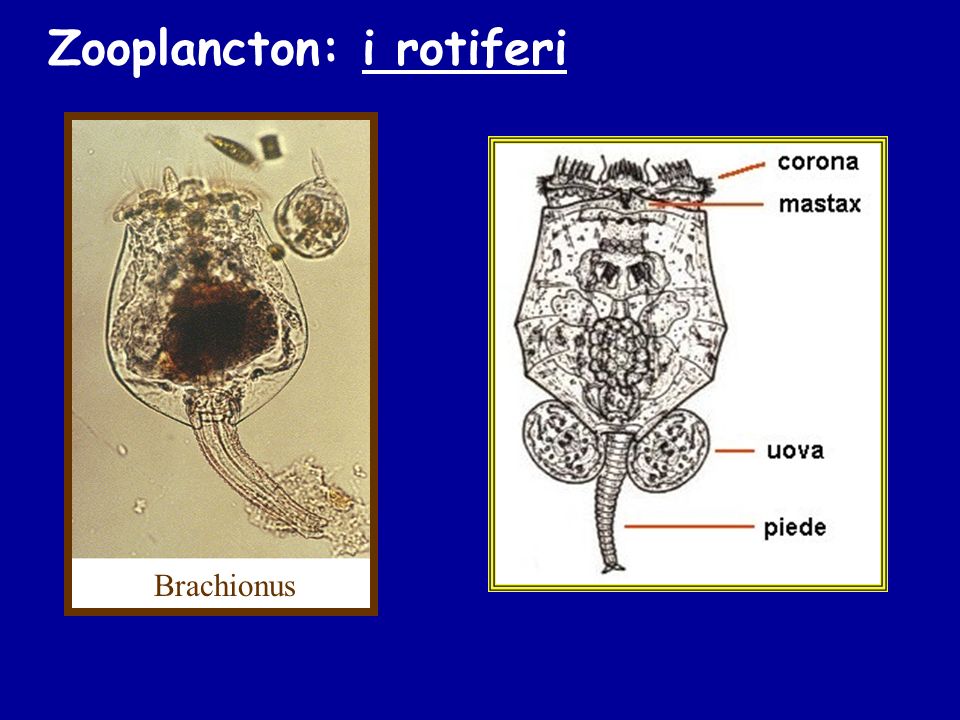 Zooplancton: i rotiferi