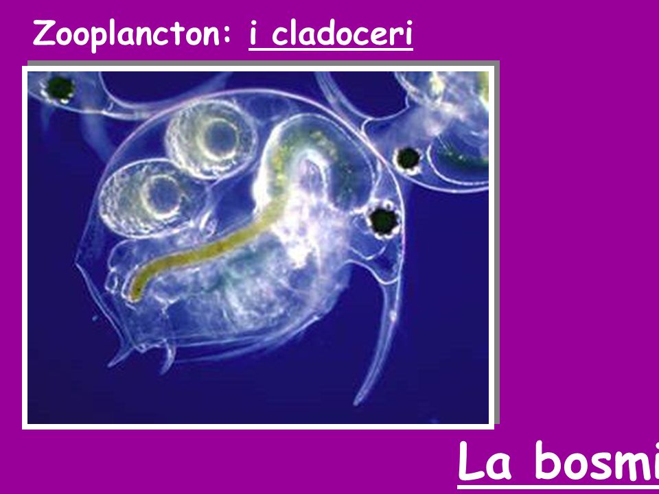 Zooplancton: i cladoceri