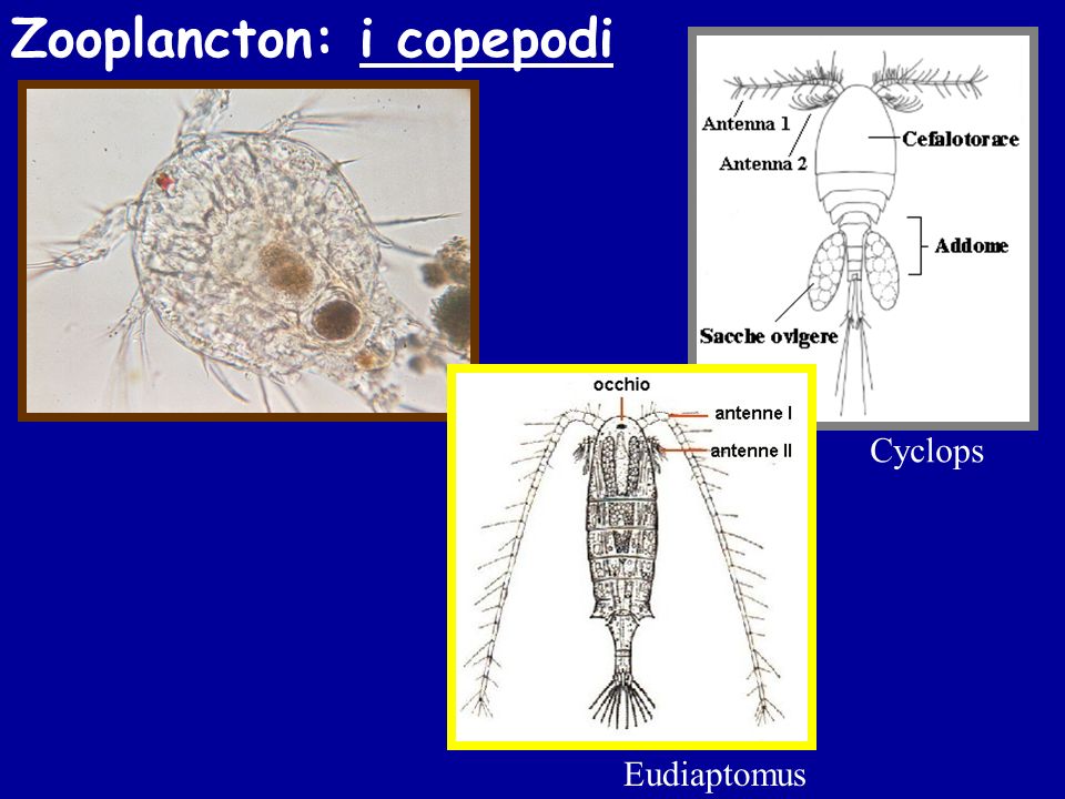 Zooplancton: i copepodi
