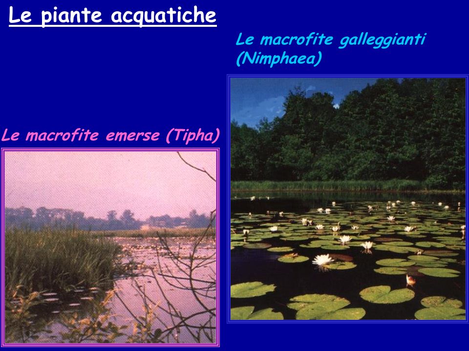 Le piante acquatiche Le macrofite galleggianti (Nimphaea)
