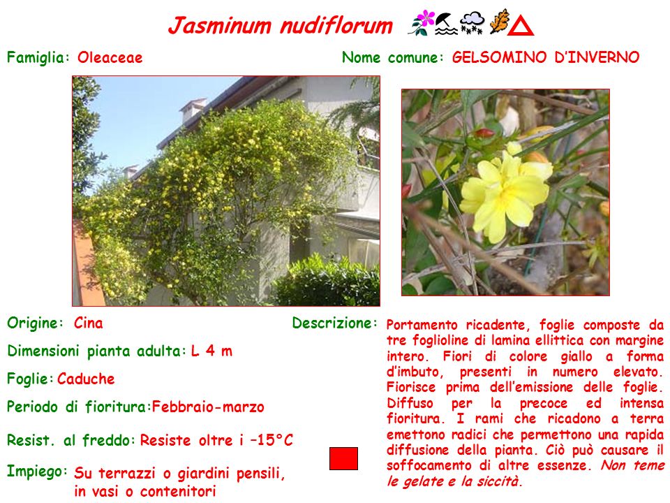 Jasminum nudiflorum Famiglia: Oleaceae