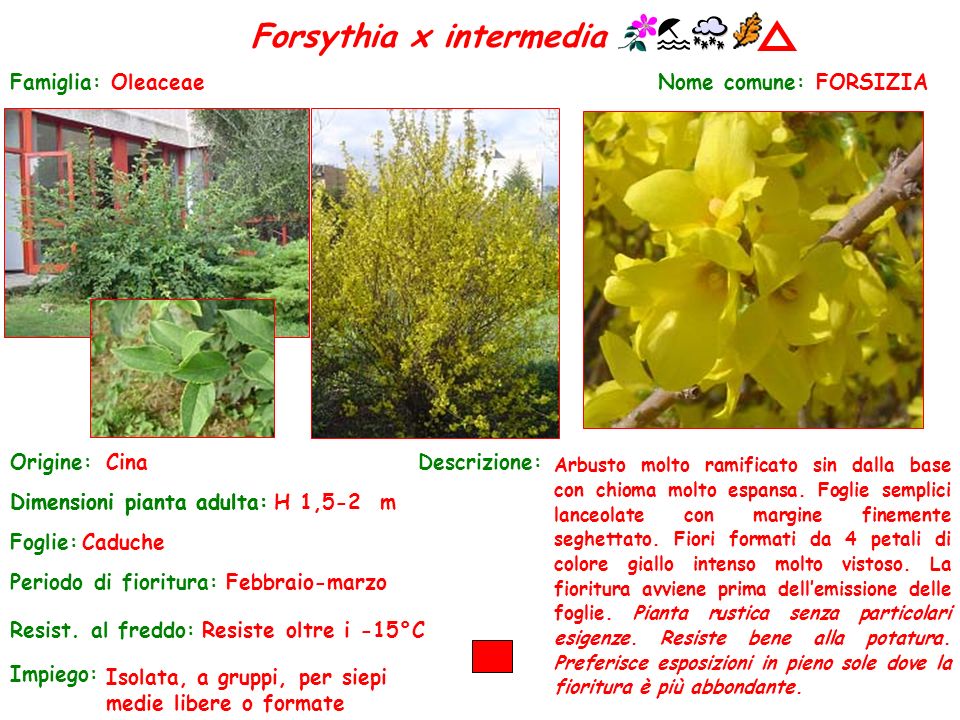 Forsythia x intermedia