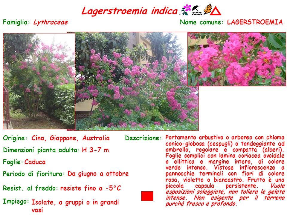 Lagerstroemia indica Famiglia: Lythraceae Nome comune: LAGERSTROEMIA