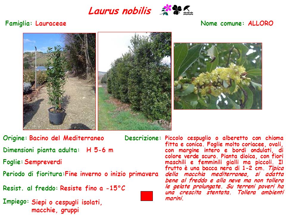 Laurus nobilis Famiglia: Lauraceae Nome comune: ALLORO Origine: