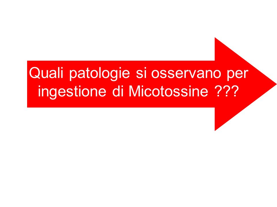 Quali patologie si osservano per ingestione di Micotossine