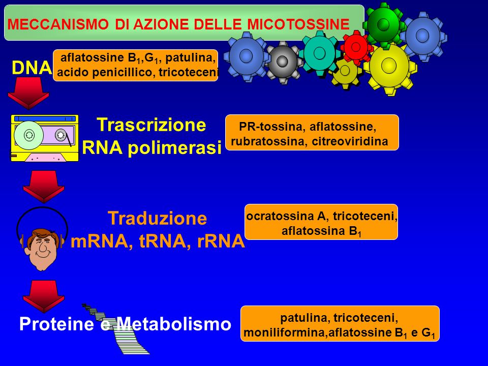 Trascrizione RNA polimerasi Traduzione mRNA, tRNA, rRNA