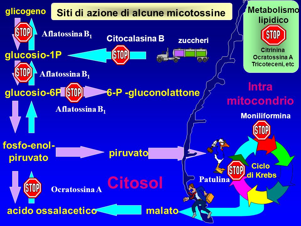 Citosol Intra mitocondrio Siti di azione di alcune micotossine
