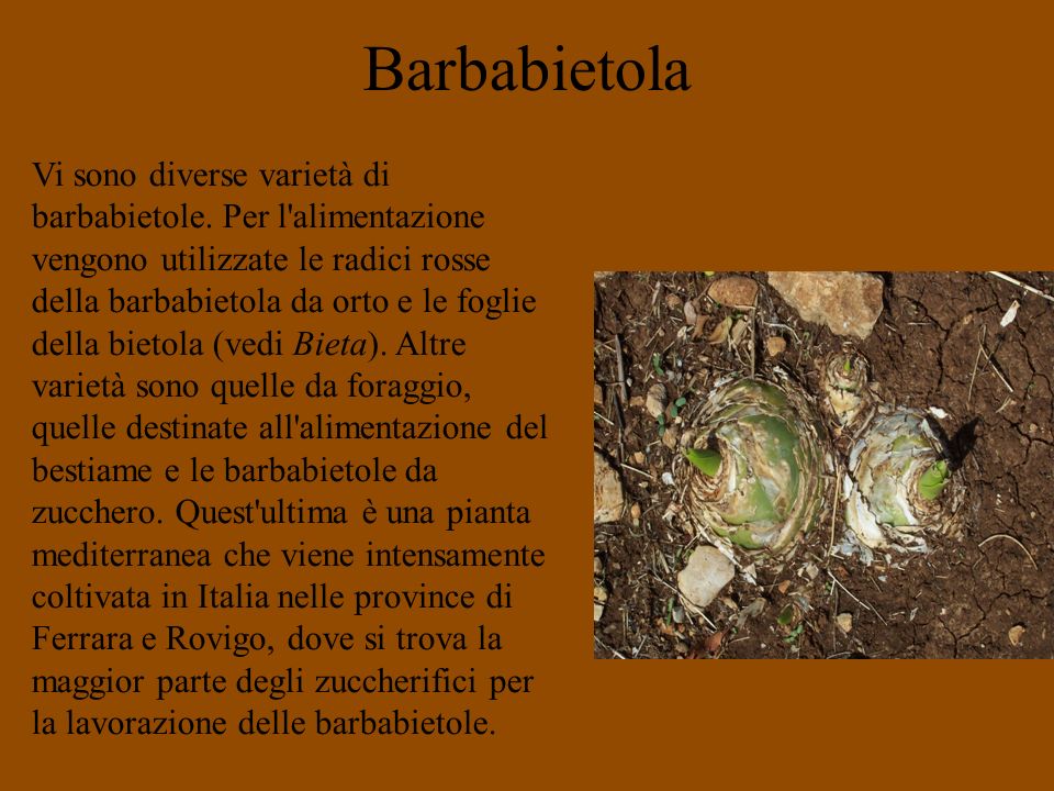 Barbabietola