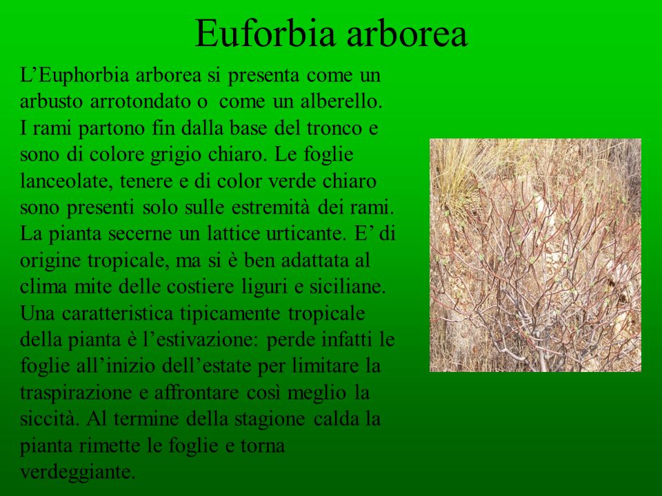 Euforbia arborea L’Euphorbia arborea si presenta come un arbusto arrotondato o come un alberello.