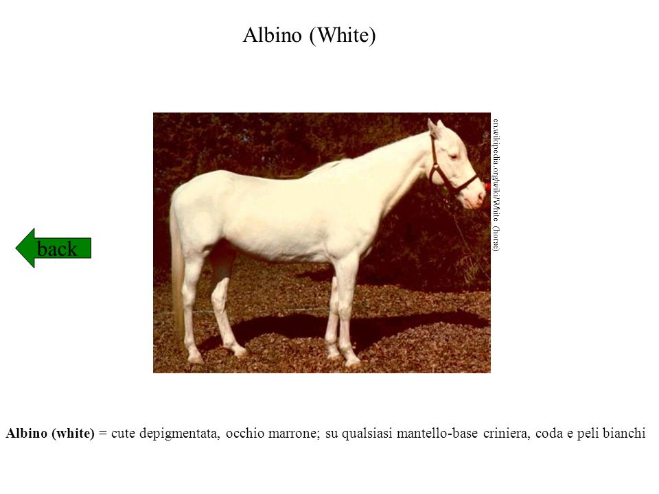 Albino (White) en.wikipedia.org/wiki/White_(horse)‏ back.
