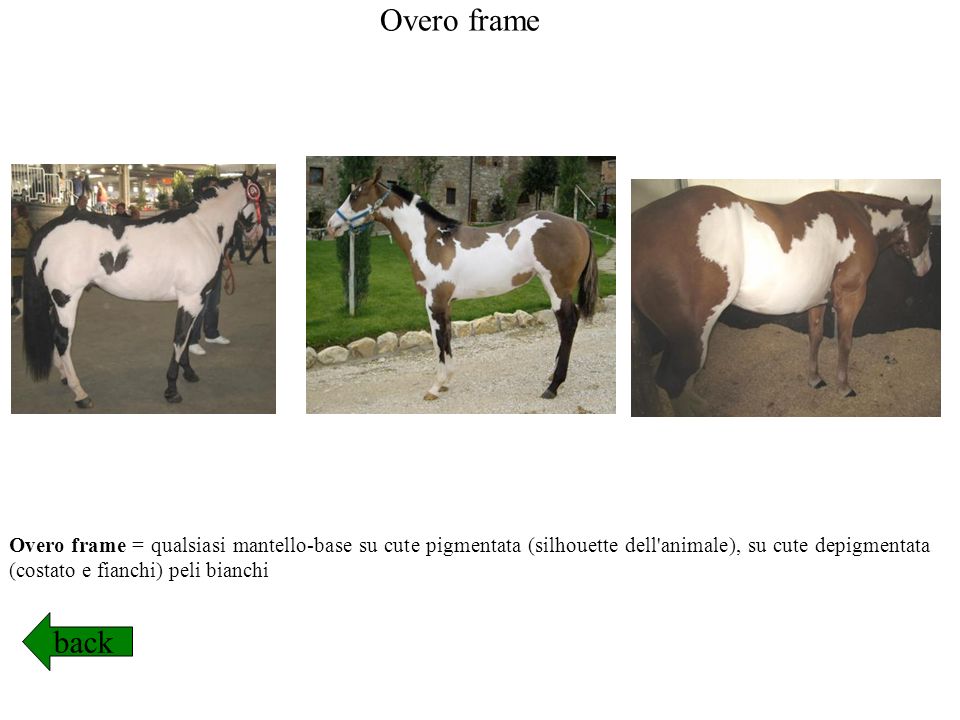 Overo frame Overo frame = qualsiasi mantello-base su cute pigmentata (silhouette dell animale), su cute depigmentata (costato e fianchi) peli bianchi.