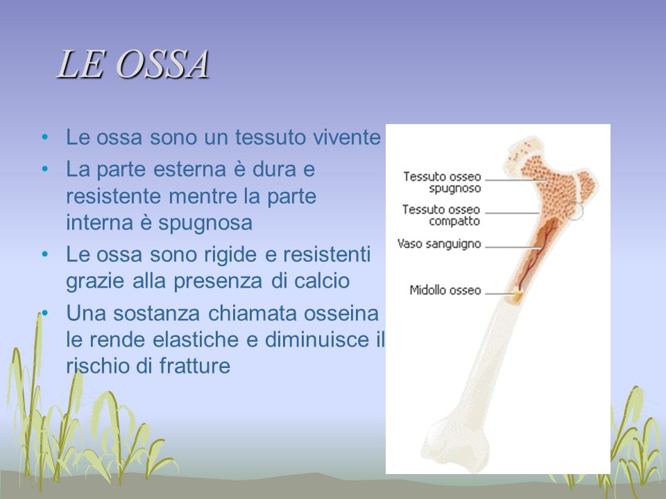 LE OSSA Le ossa sono un tessuto vivente