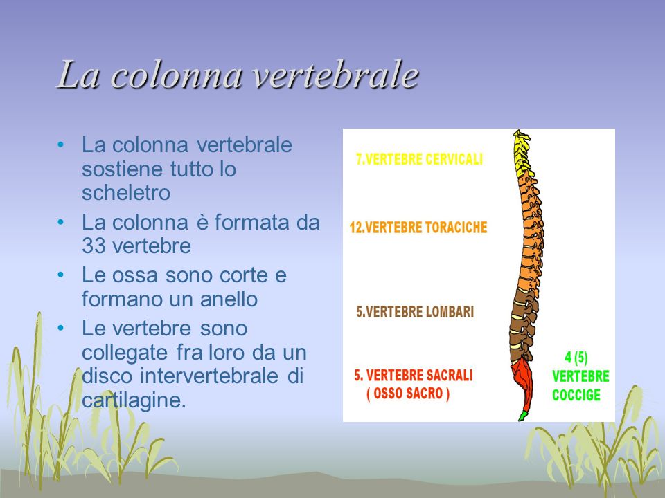 La colonna vertebrale La colonna vertebrale sostiene tutto lo scheletro. La colonna è formata da 33 vertebre.