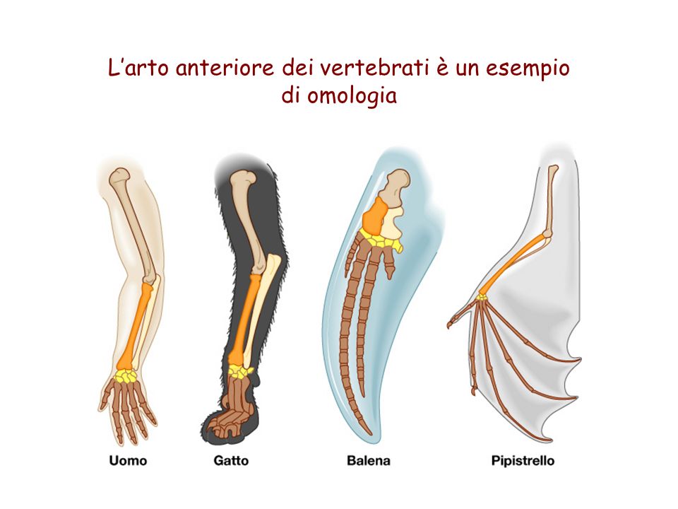 L’arto anteriore dei vertebrati è un esempio di omologia
