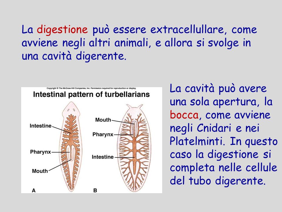 La digestione può essere extracellullare, come avviene negli altri animali, e allora si svolge in una cavità digerente.