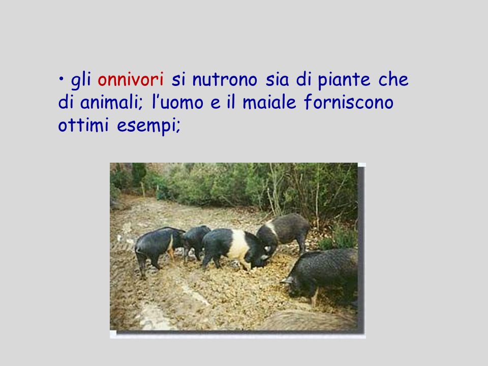 gli onnivori si nutrono sia di piante che di animali; l’uomo e il maiale forniscono ottimi esempi;