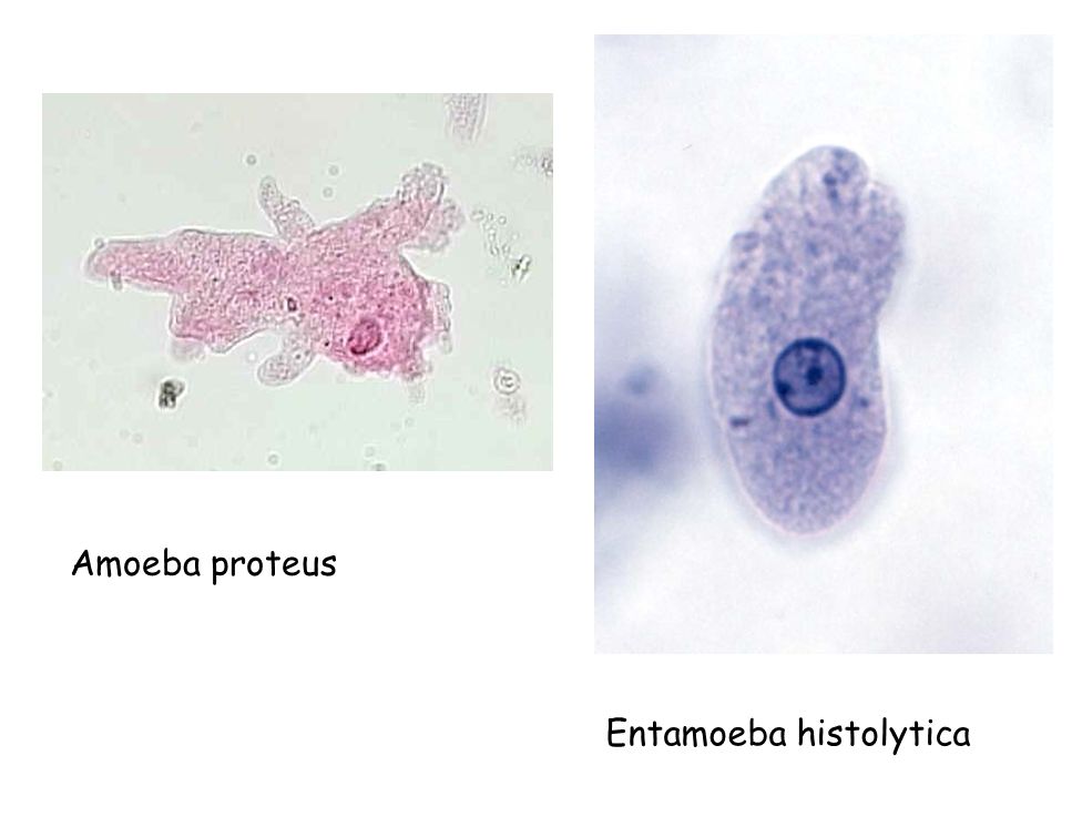 Жизненный цикл entamoeba histolytica схема