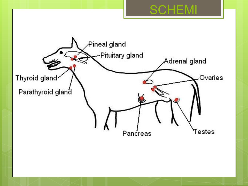 Бараньи лимфоузлы. Железы внутренней секреции собаки. Система органов внутренней секреции собак. Органы эндокринной системы животных. Эндокринная система животных схема.