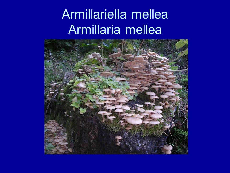 Armillariella mellea Armillaria mellea