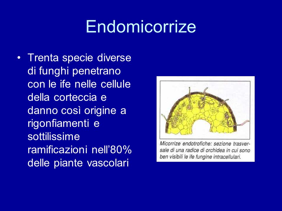 Endomicorrize
